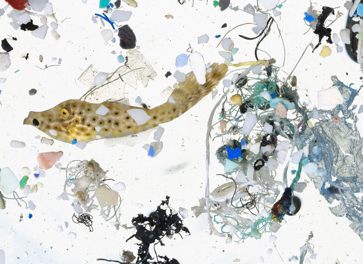 Why we need to care about the ocean and what goes in it
